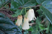 <strong>Aceratium oppositifolium - Gâteblé Gildas - 307</strong><br />© Gâteblé Gildas